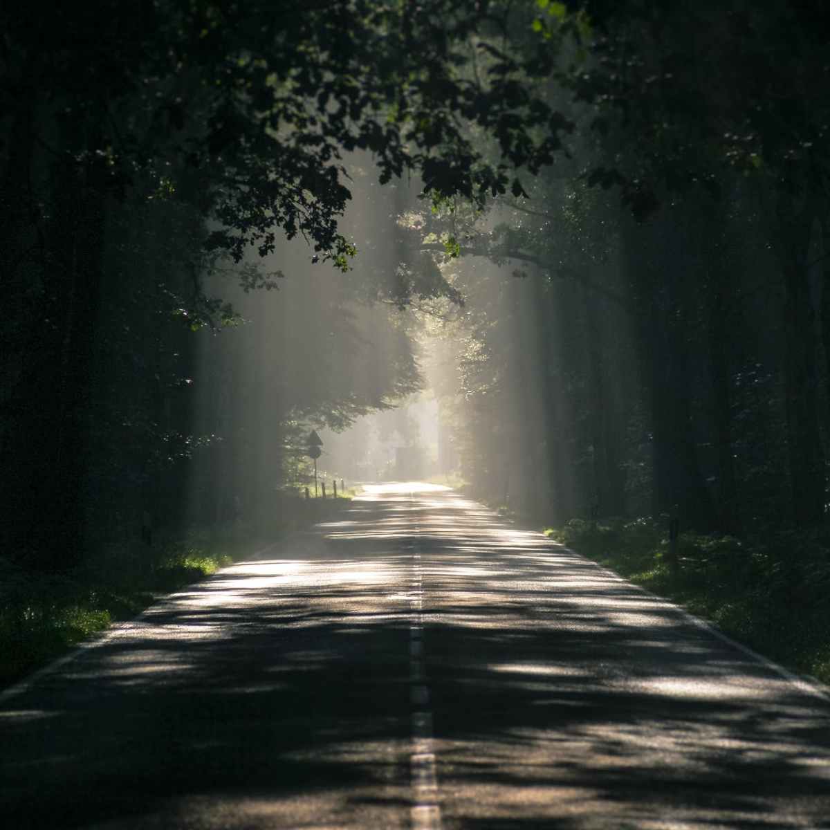 The Light of&nbsp;Love